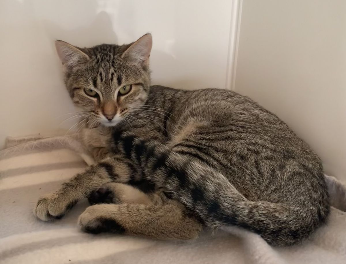 Gallery image: Freya