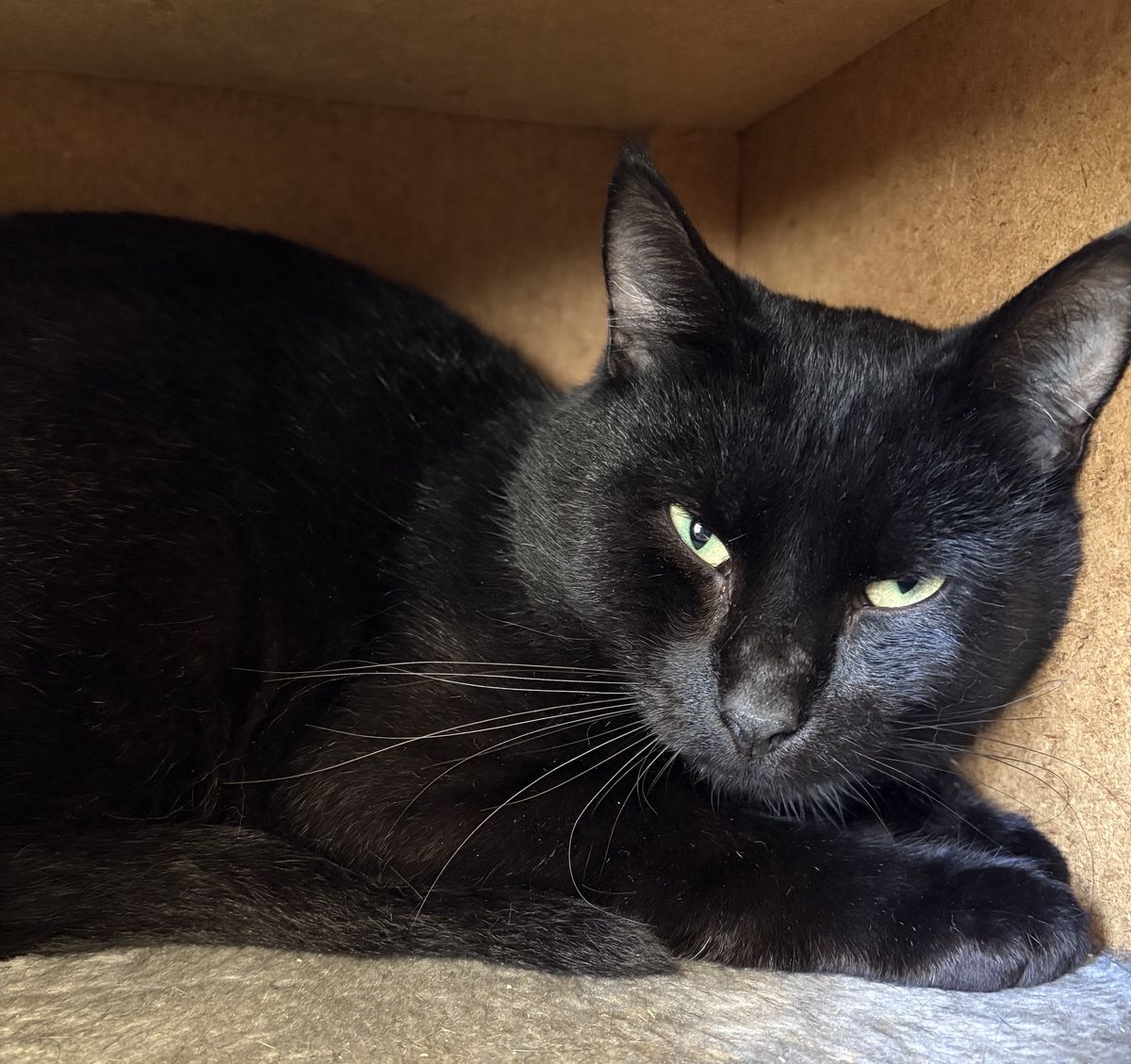 Gallery image: Errol