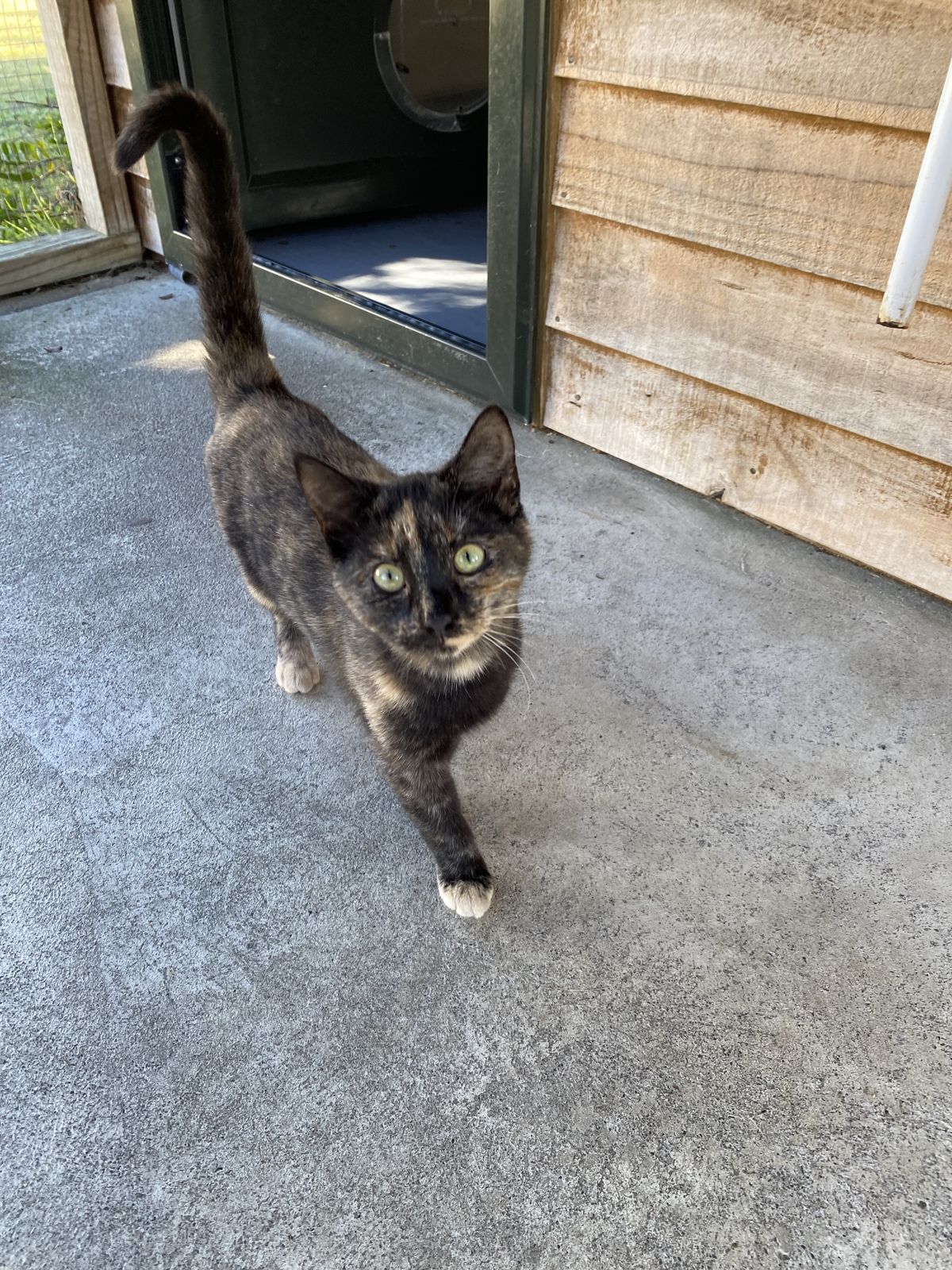 Gallery image: Eggnog