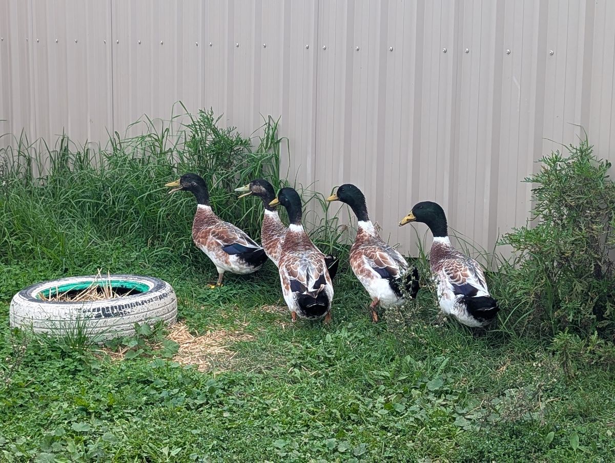 Gallery image: Jet and the Waterboys