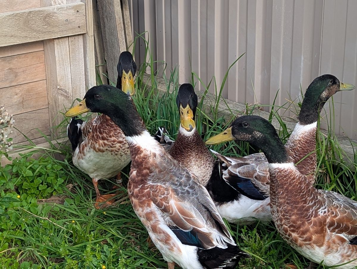 Gallery image: Jet and the Waterboys