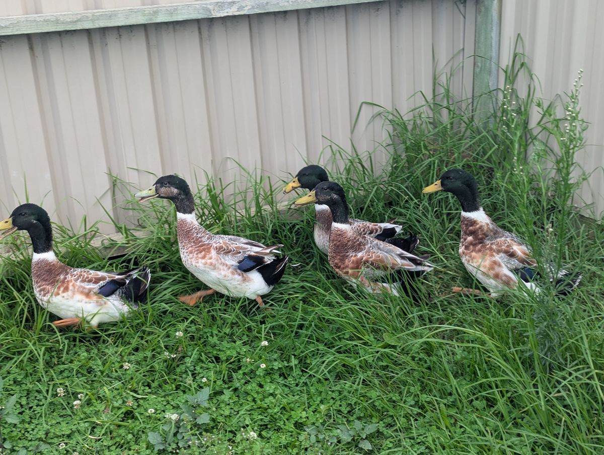 Gallery image: Jet and the Waterboys