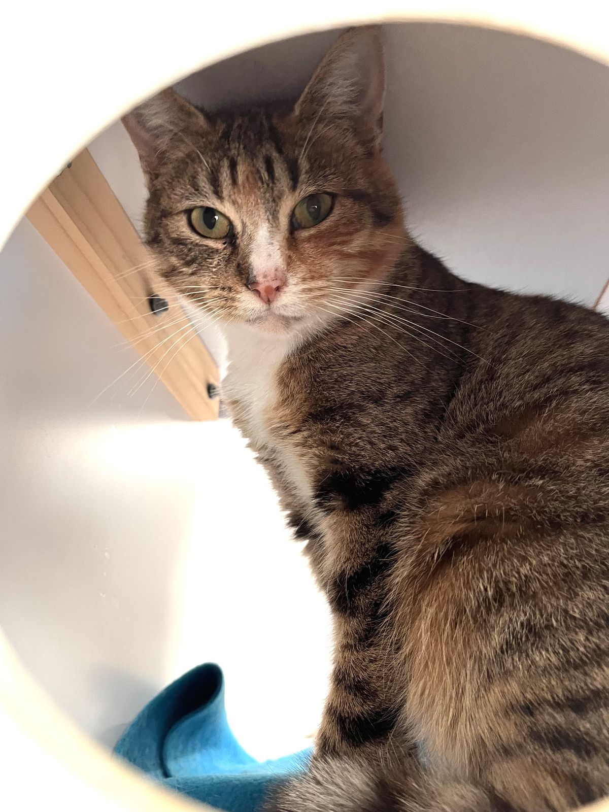 Gallery image: Chestnut