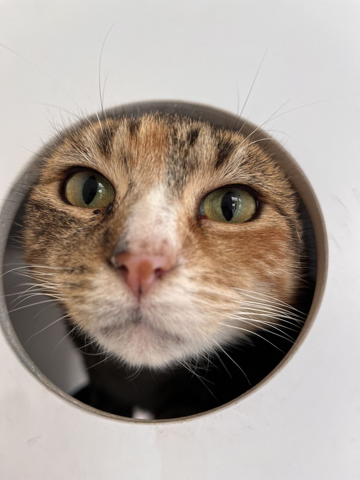 Gallery image: Chestnut