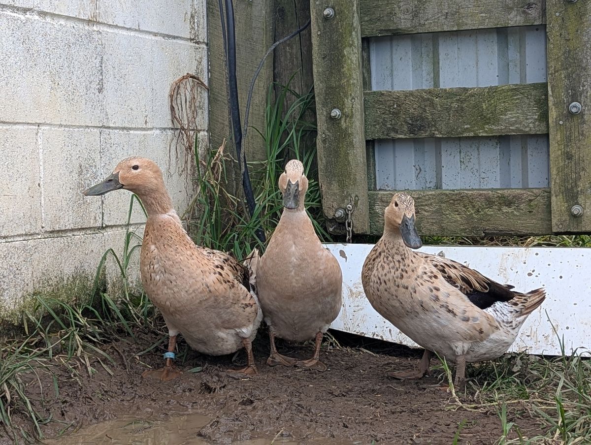 Gallery image: Coral, Misty and Ripple