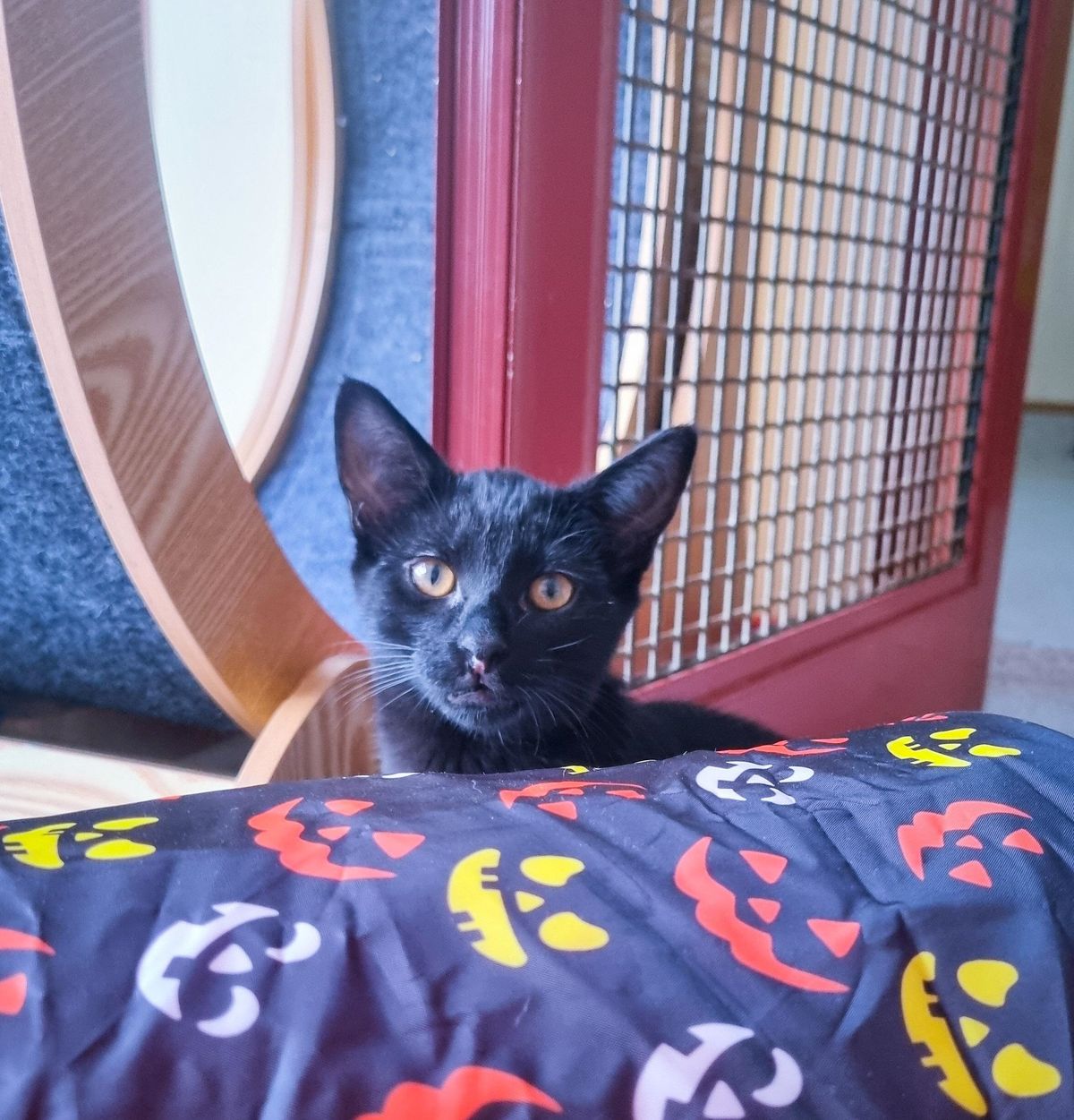 Gallery image: Harmony