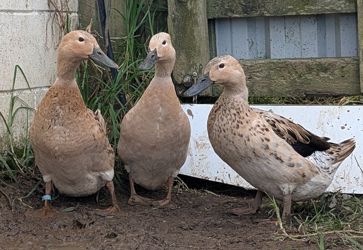Gallery image: Coral, Misty and Ripple