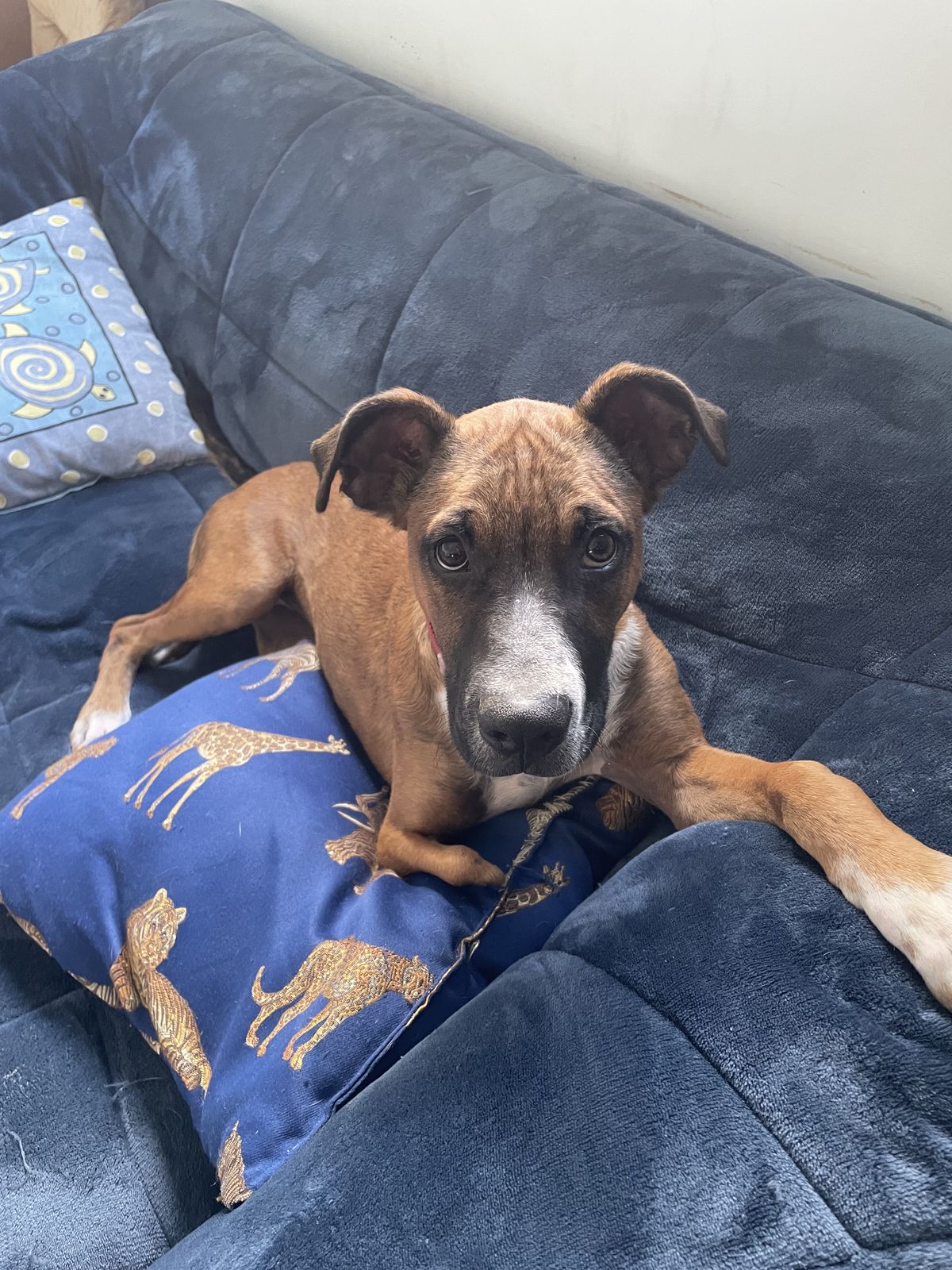 Gallery image: Peggy