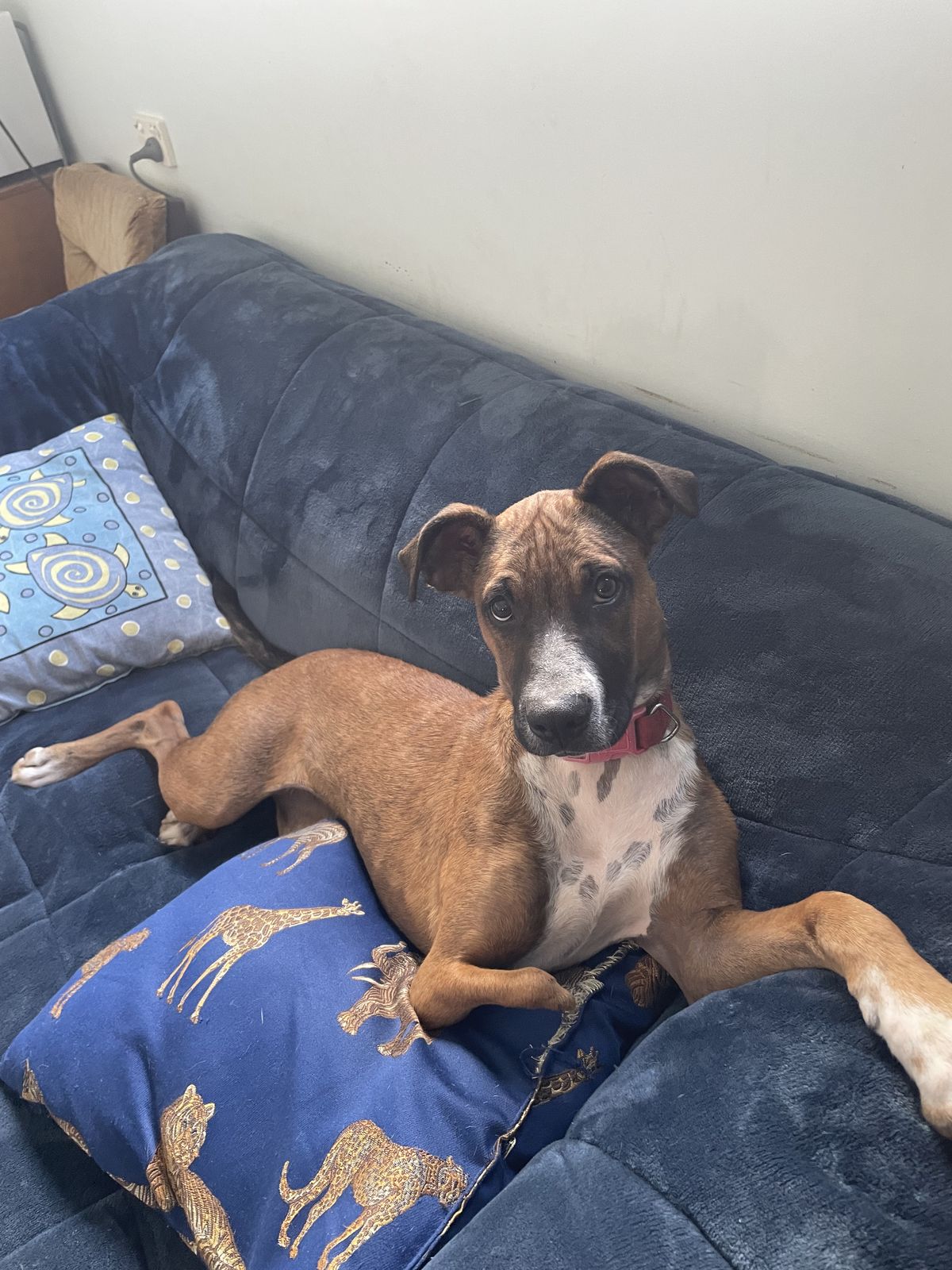 Gallery image: Peggy