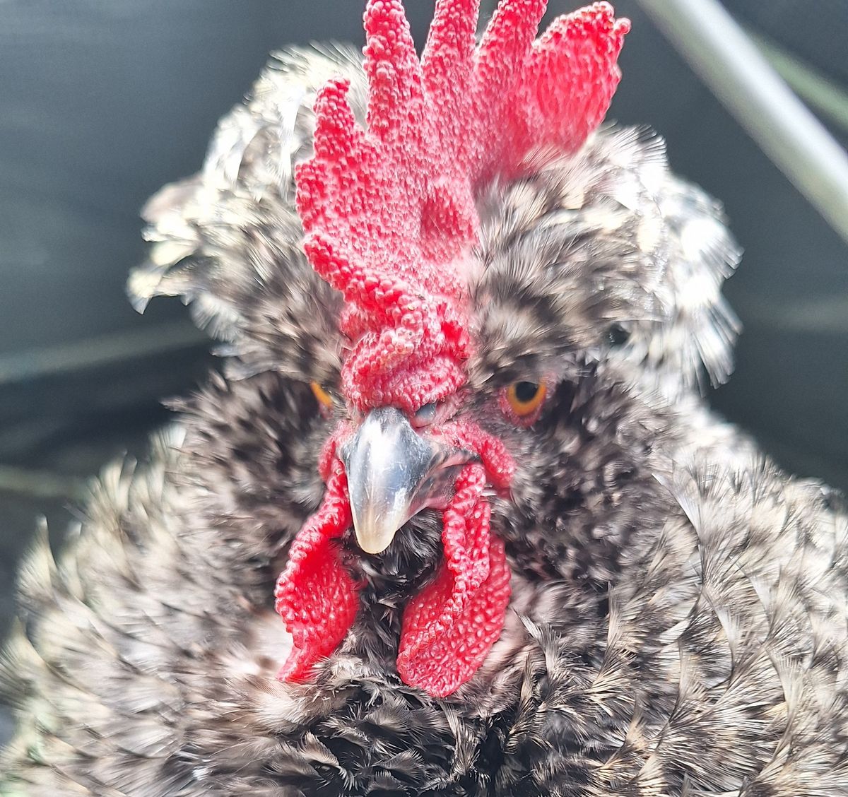 Gallery image: Al Peckino