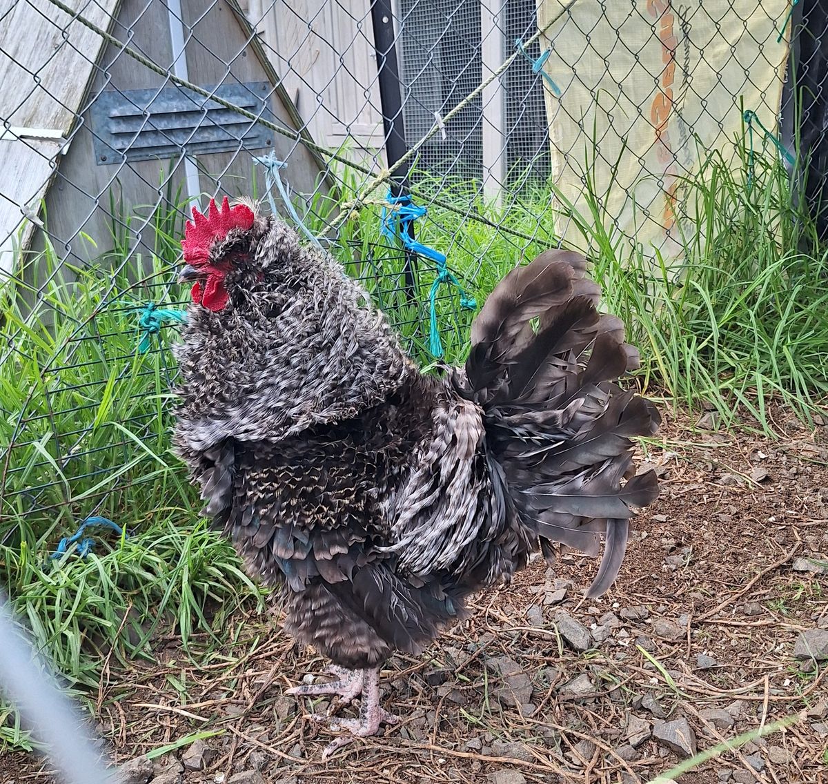 Gallery image: Al Peckino