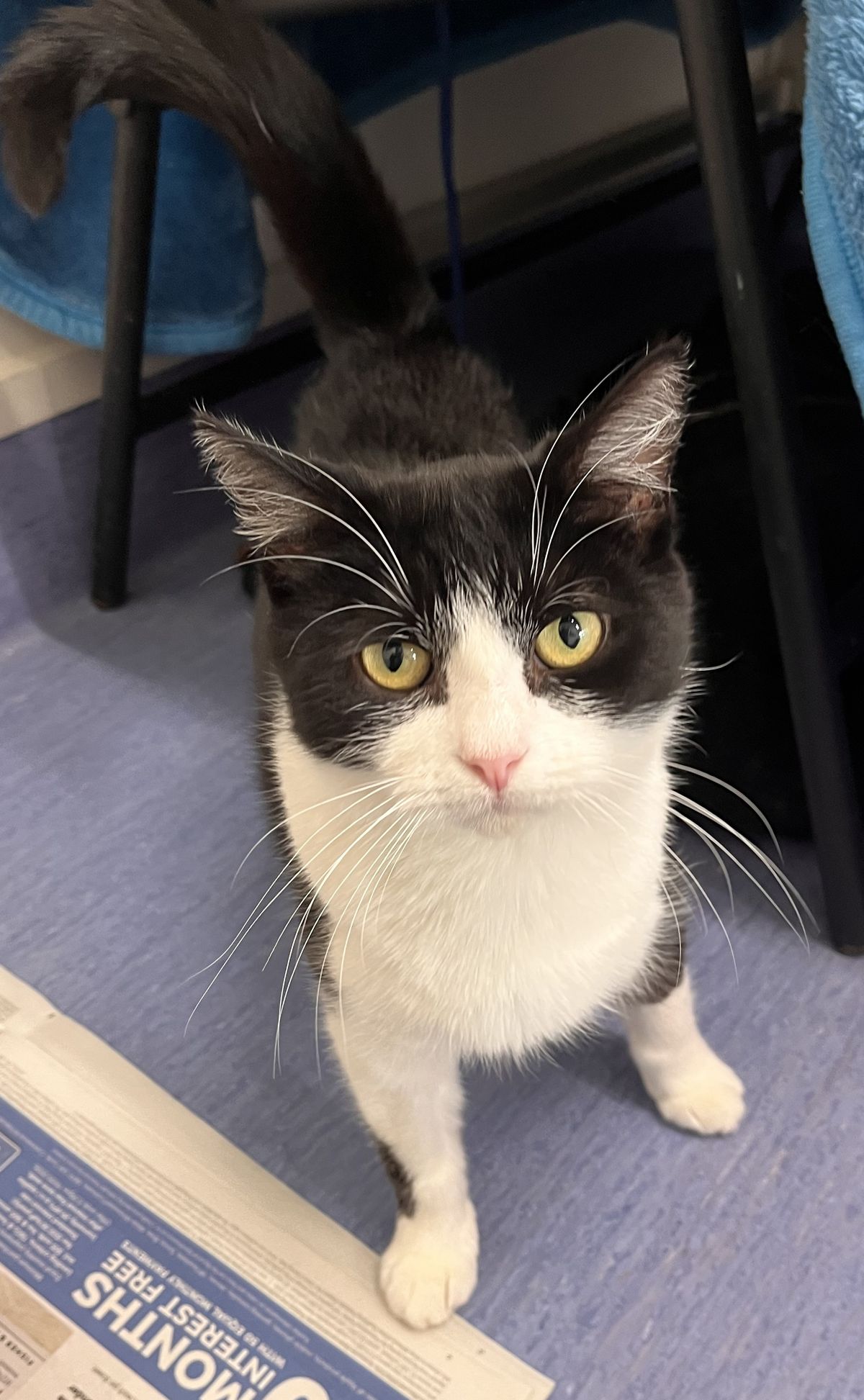 Gallery image: Pspspspsps