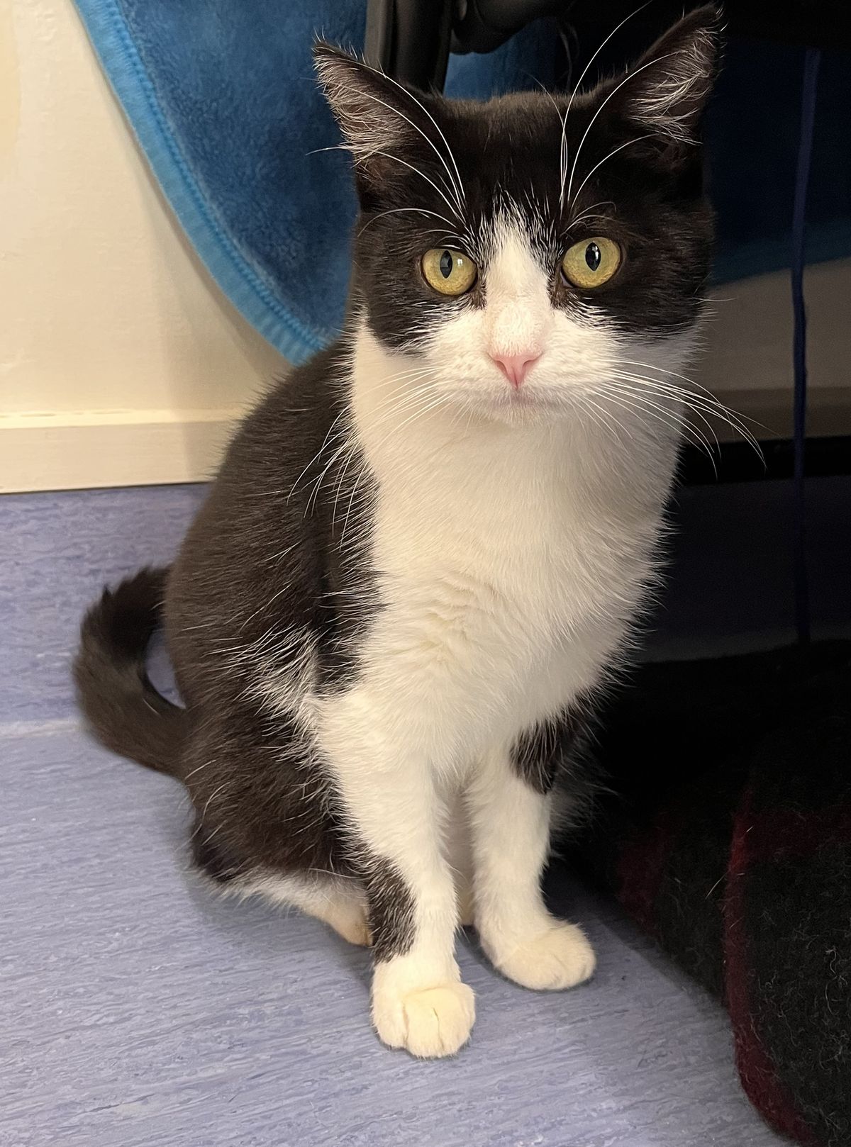 Gallery image: Pspspspsps