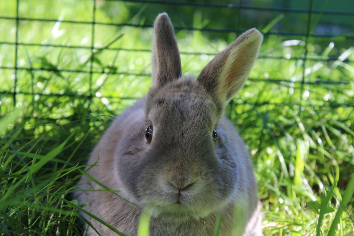 Gallery image: Ravioli 