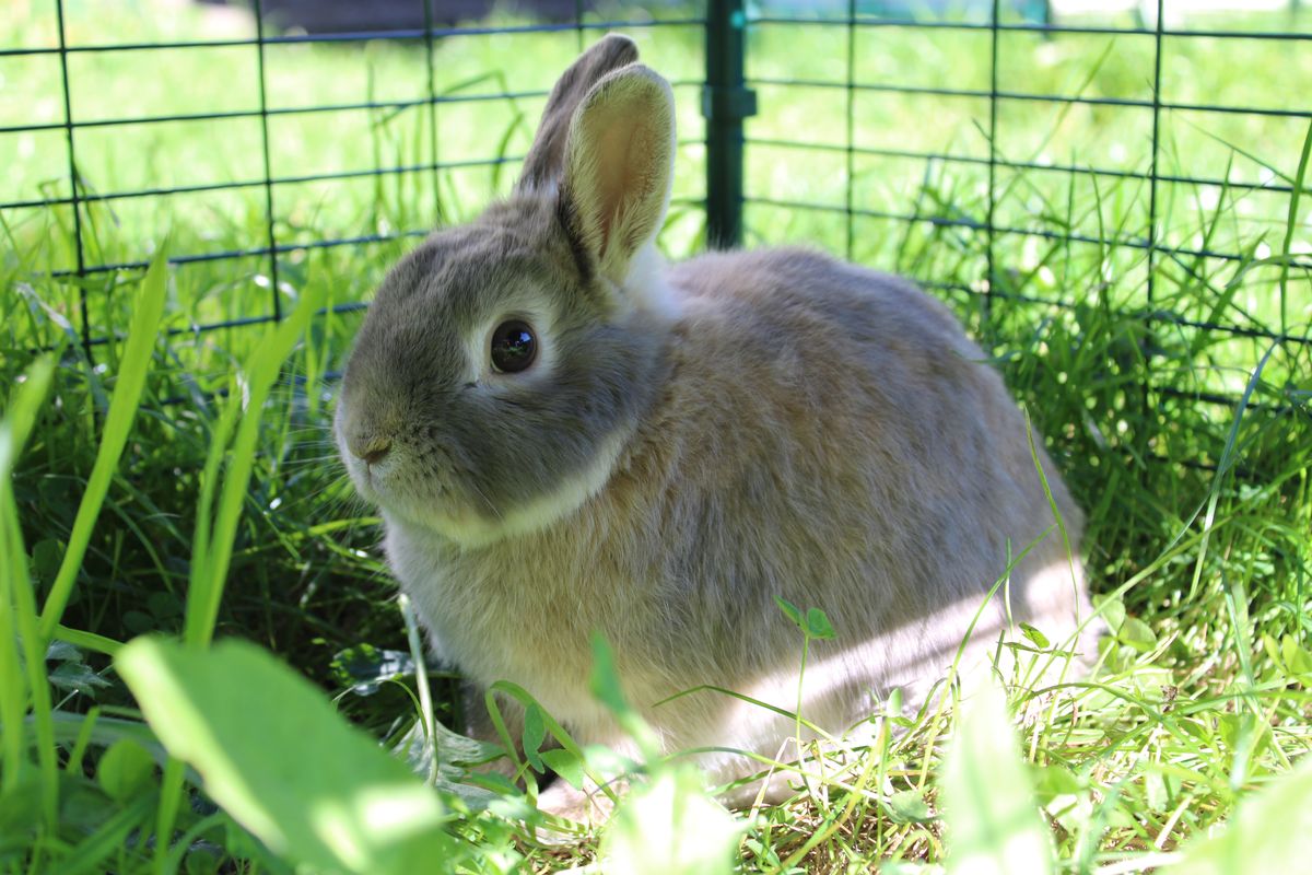 Gallery image: Ravioli 