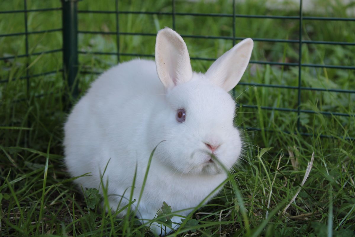 Gallery image: Vermicelli