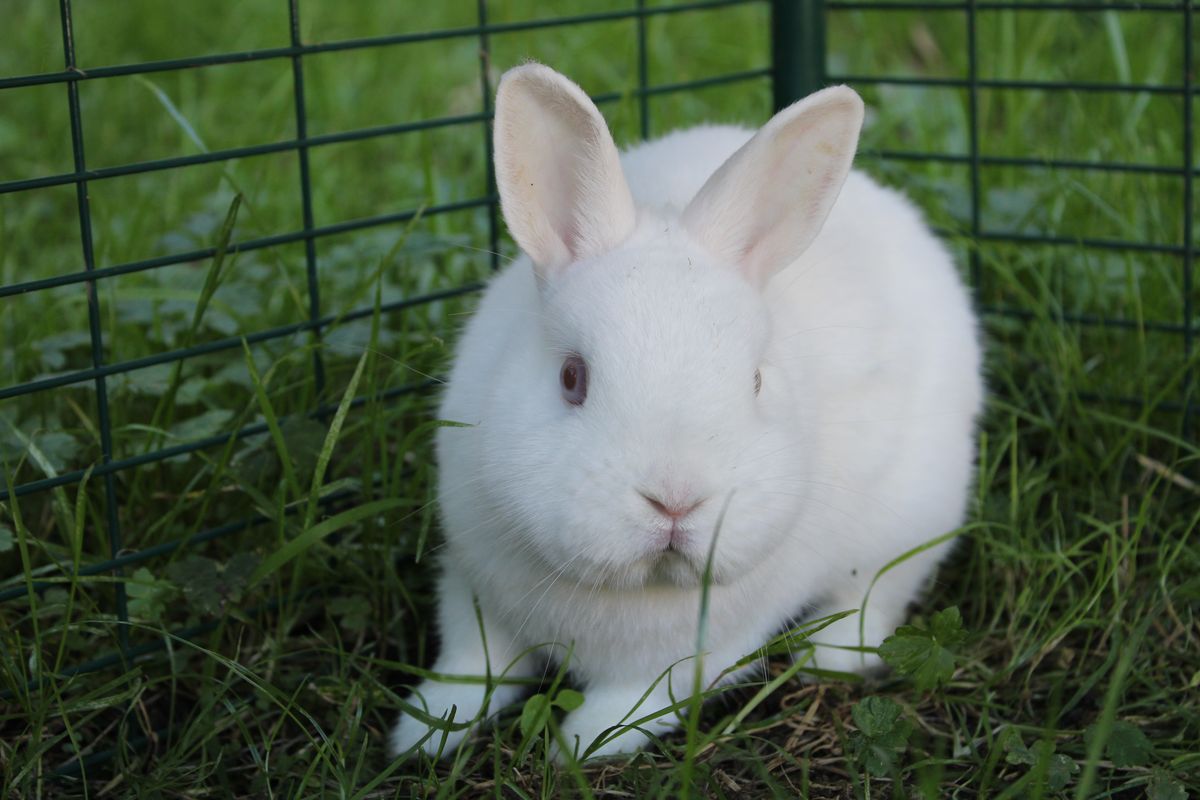 Gallery image: Vermicelli