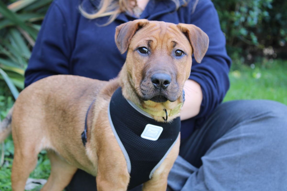 Gallery image: Tater