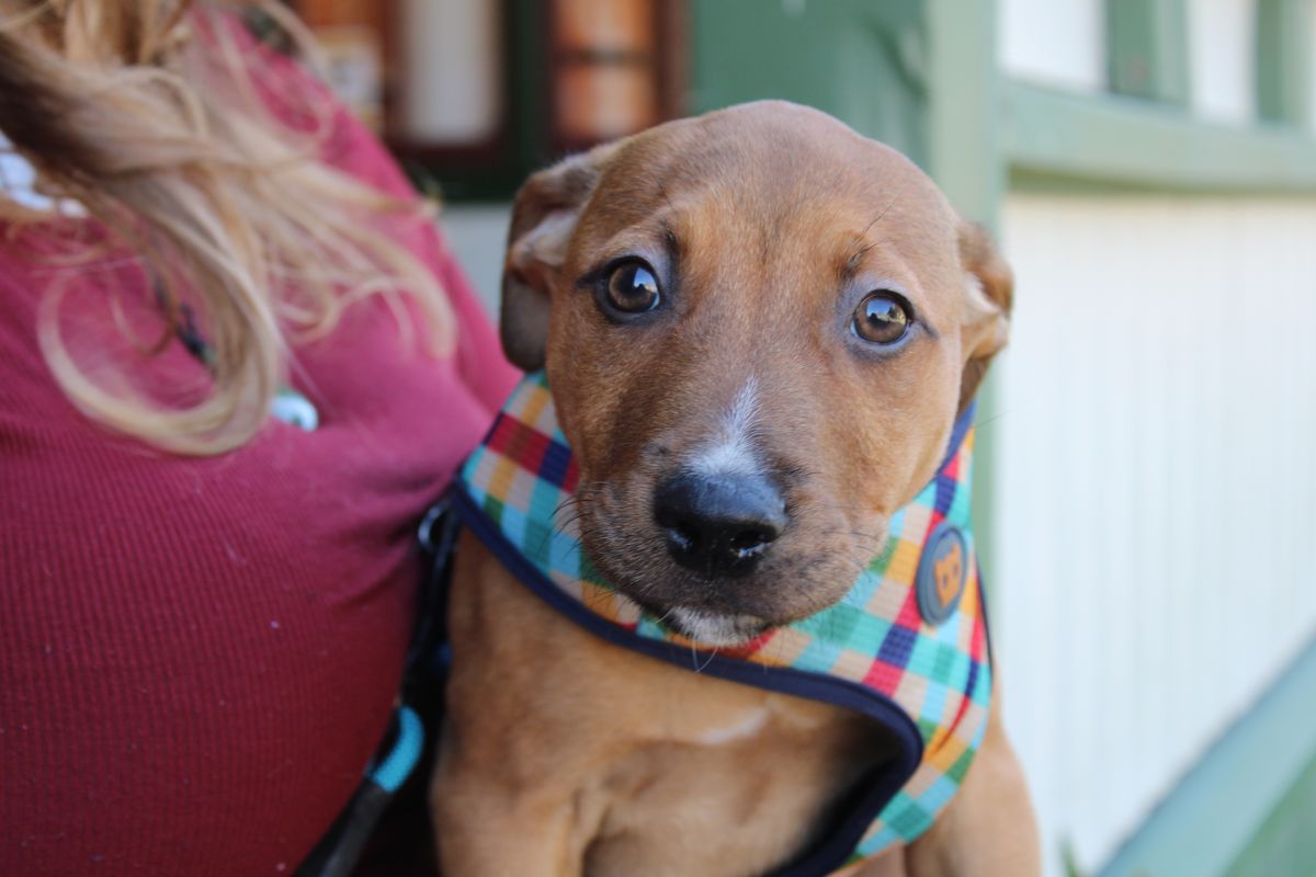 Gallery image: Guppy