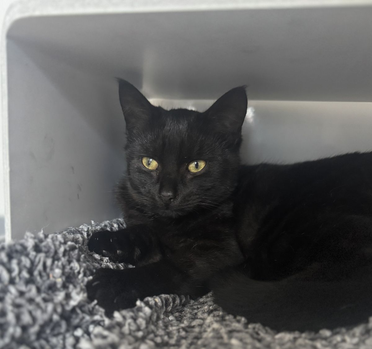 Gallery image: Plankton