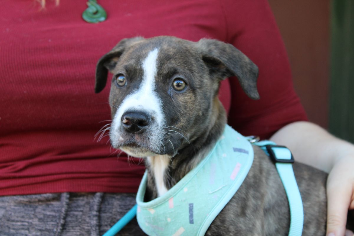 Gallery image: Sardine