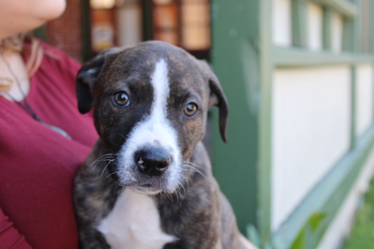 Gallery image: Sardine