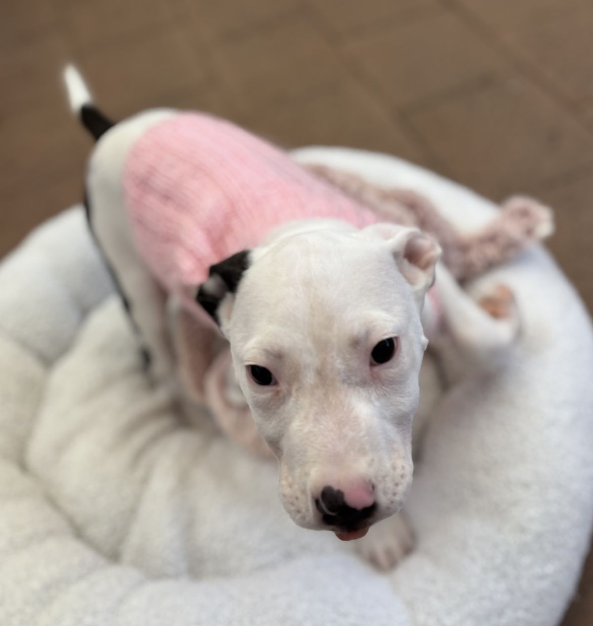 Gallery image: Patch