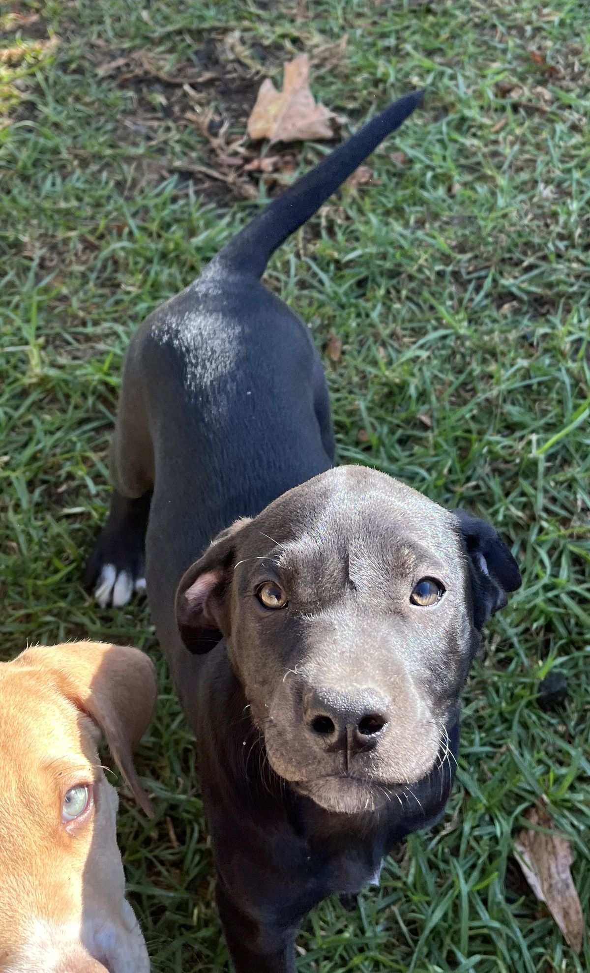 Gallery image: Holly