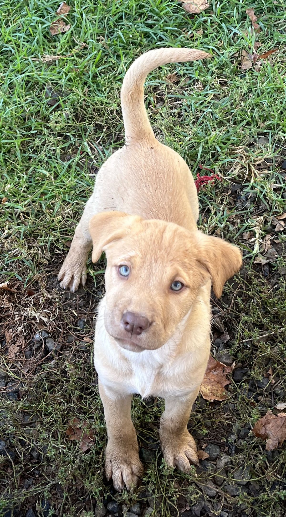 Gallery image: Hazel