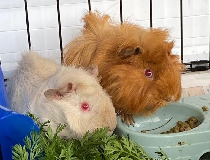 Gallery image: Ginger