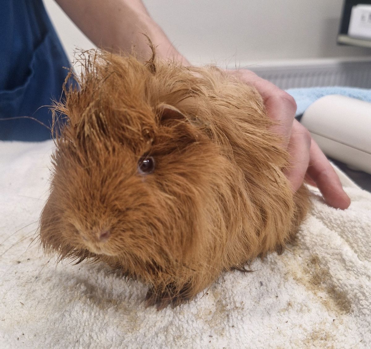 Gallery image: Ginger