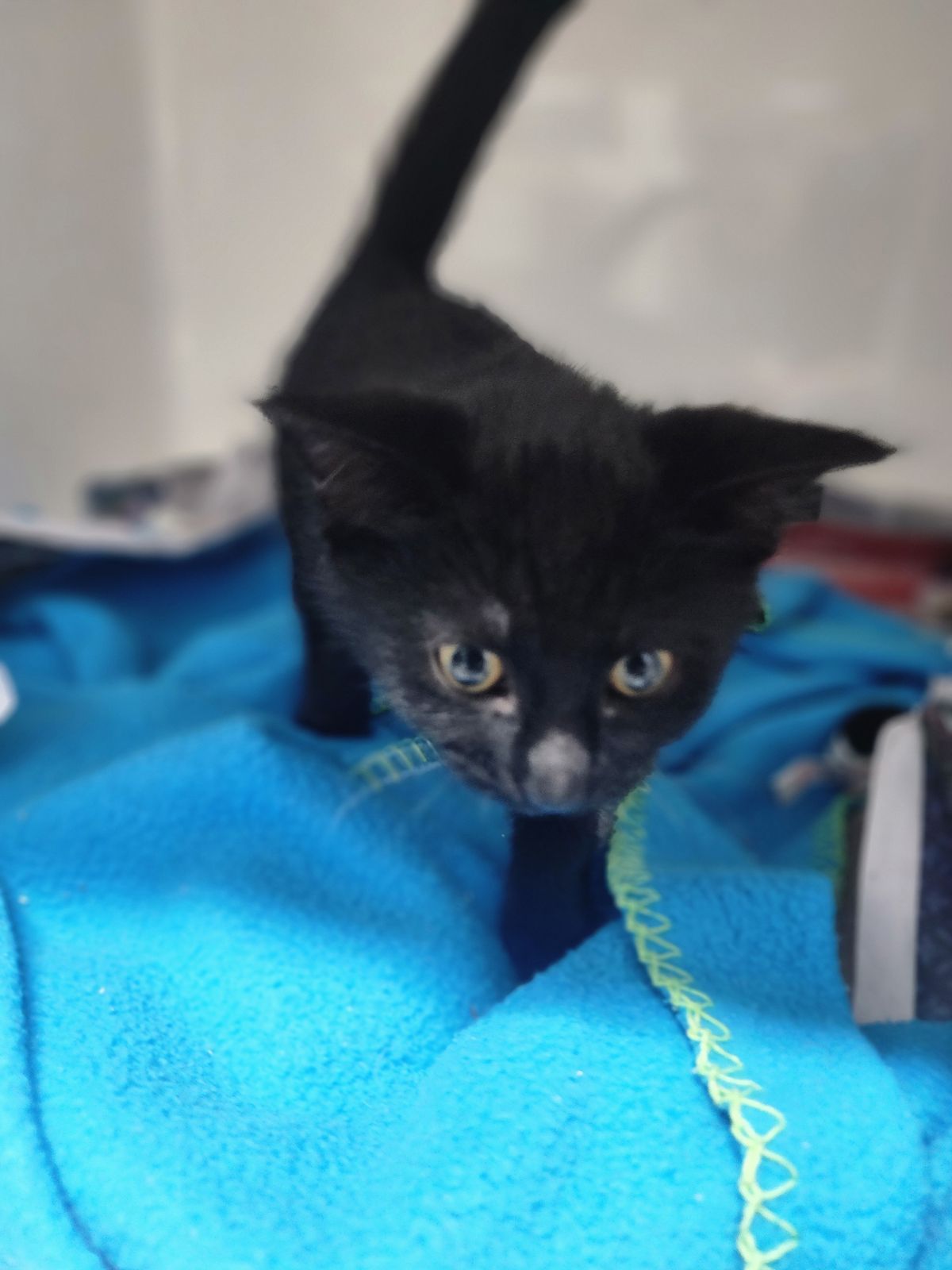 Gallery image: Alice