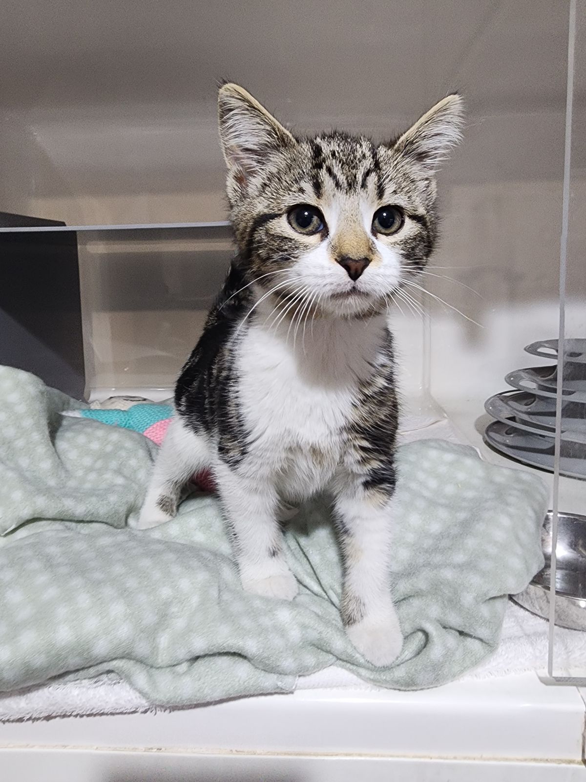 Gallery image: Beans