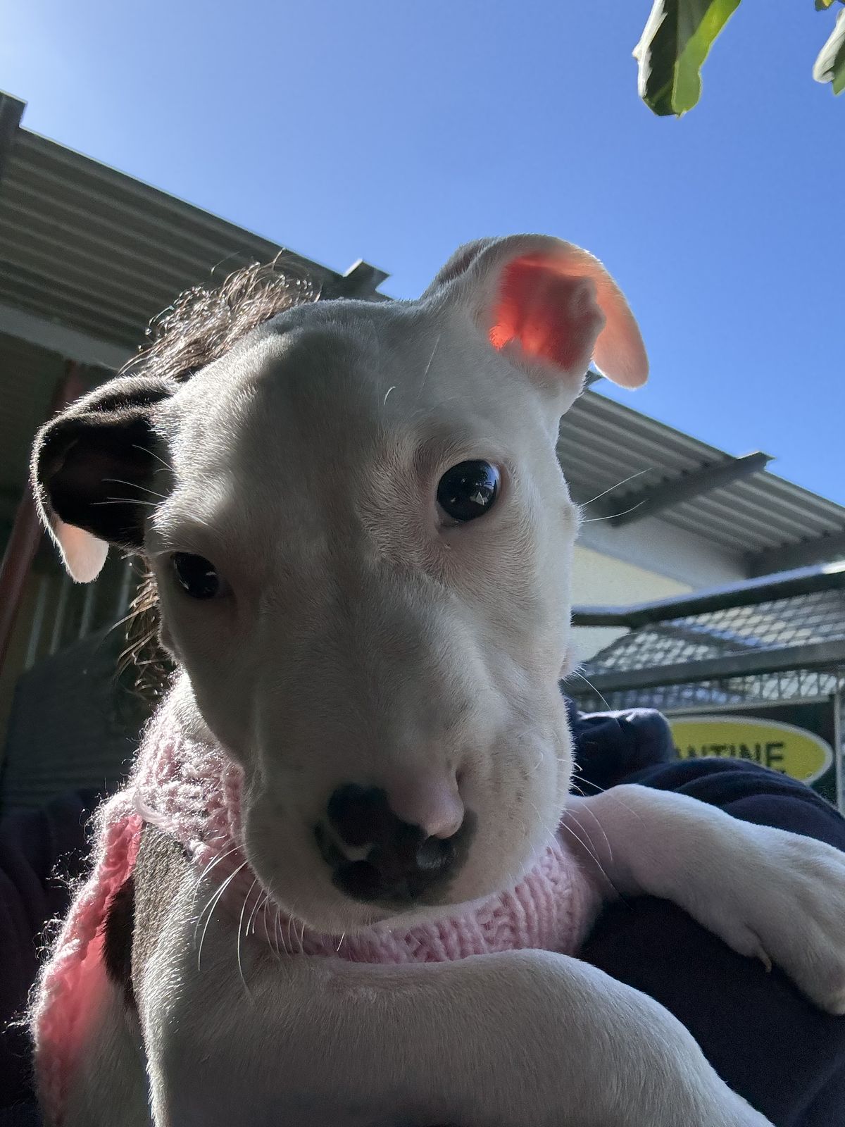 Gallery image: Patch