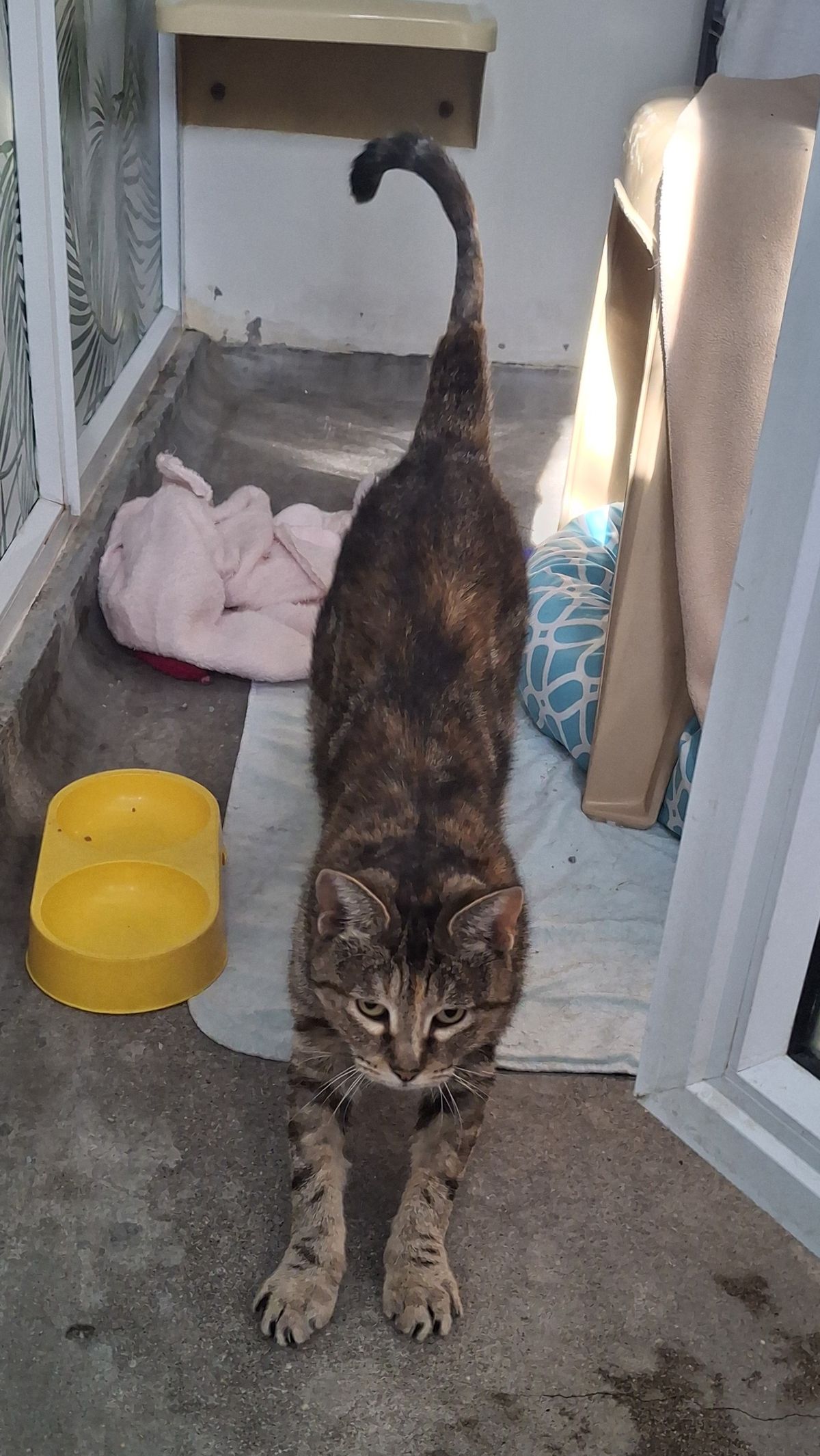 Gallery image: Whiskers