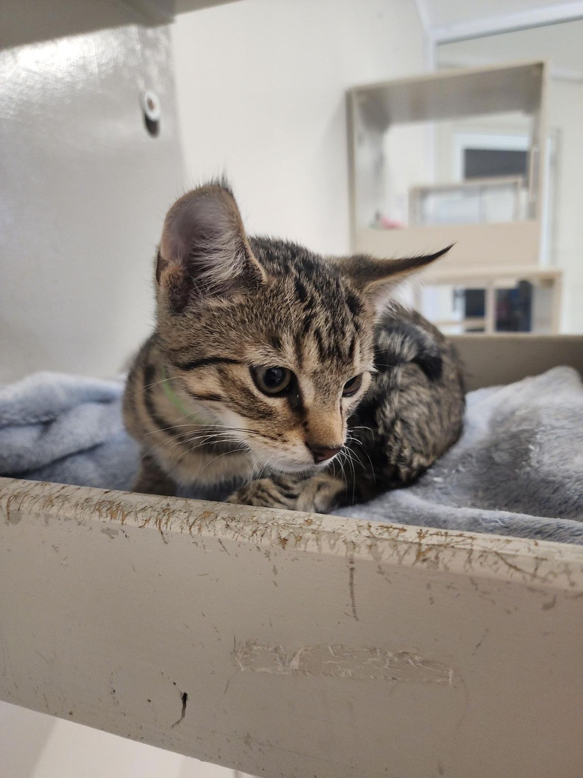 Gallery image: Oscar