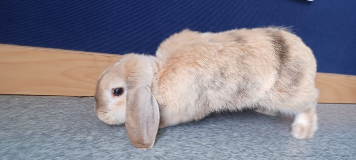 Gallery image: Harris