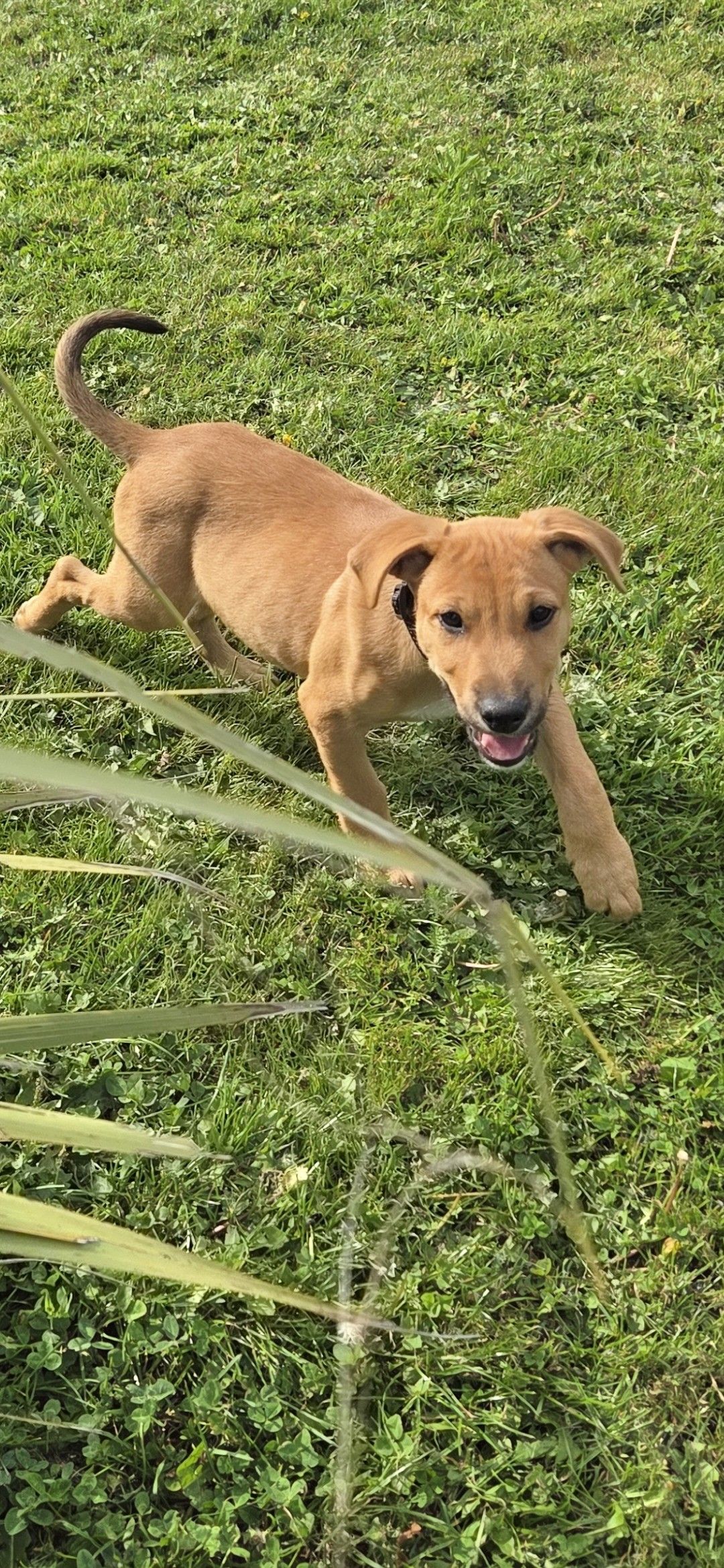 Gallery image: Whiskey