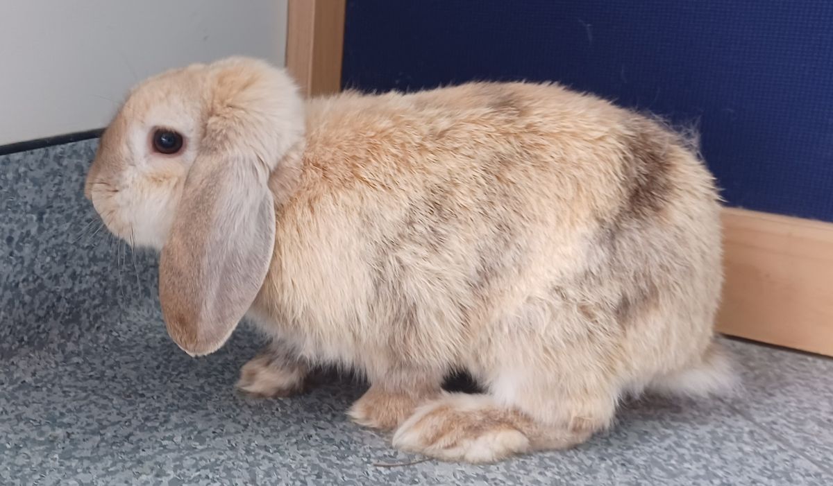 Gallery image: Harris