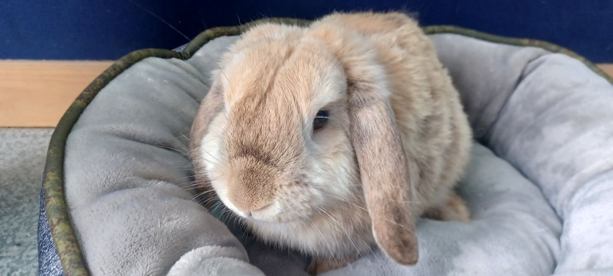 Gallery image: Harris