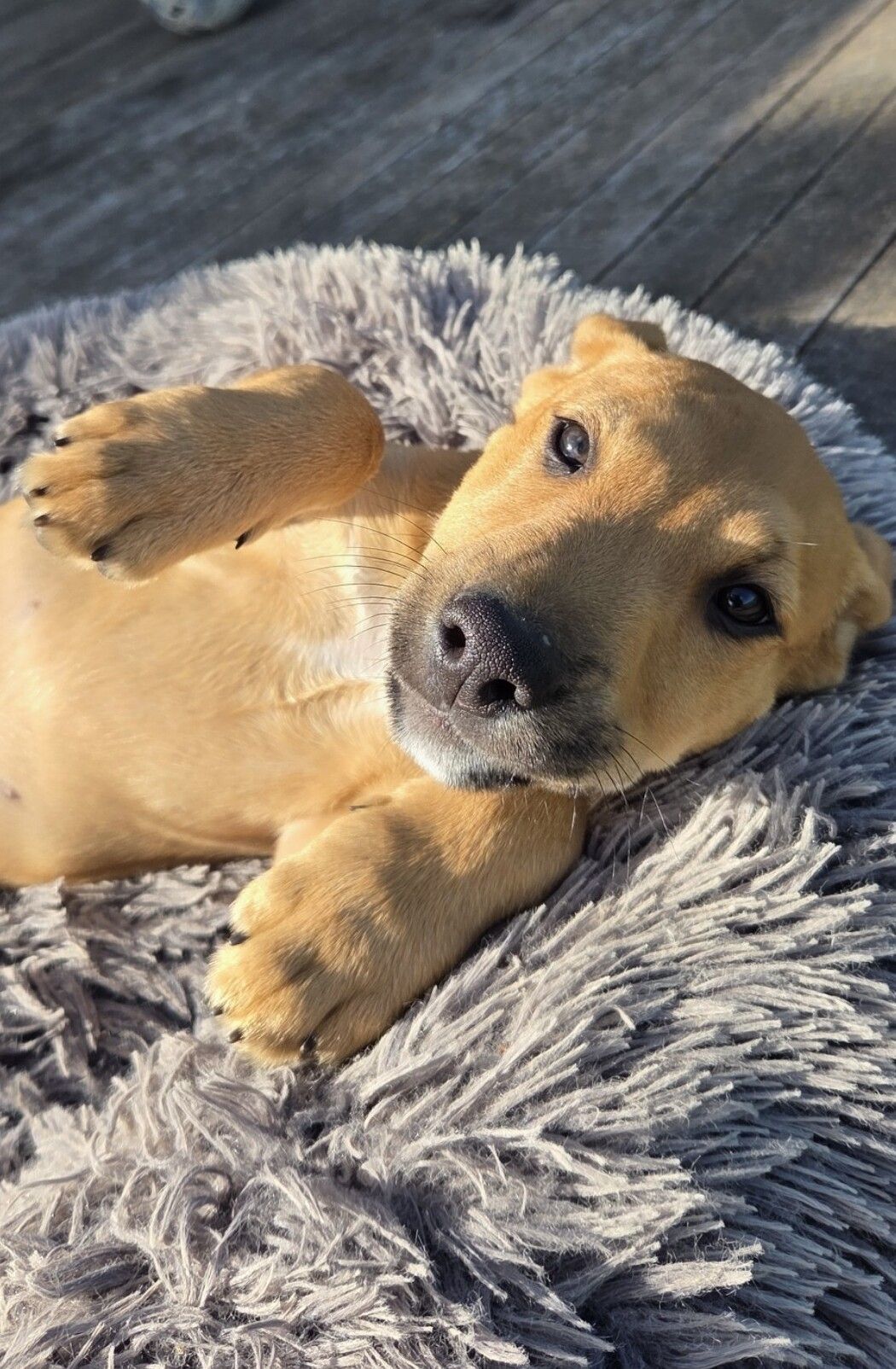 Gallery image: Whiskey