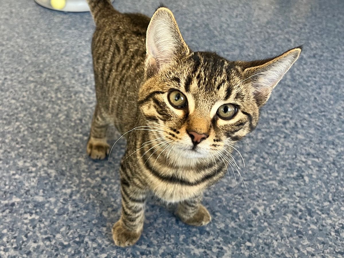 Gallery image: Rocky