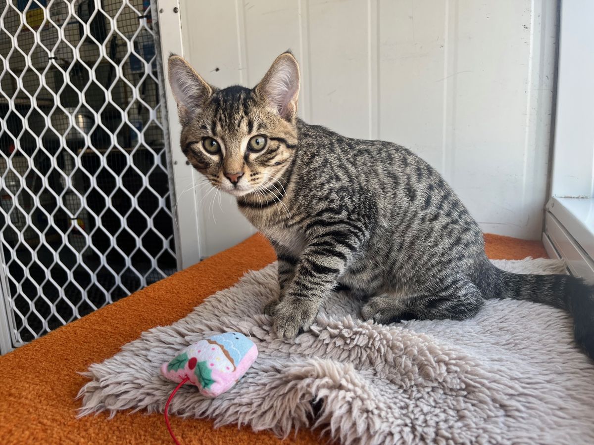 Gallery image: Rocky