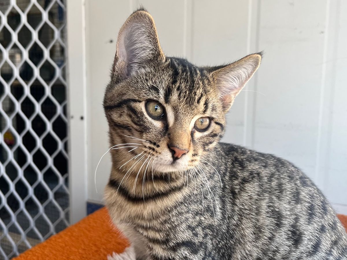 Gallery image: Rocky