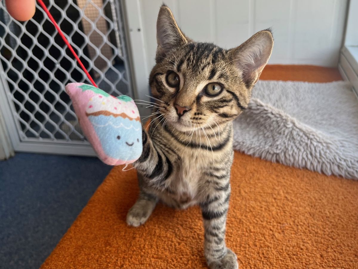 Gallery image: Rocky