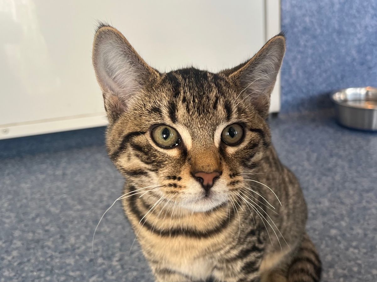 Gallery image: Rocky