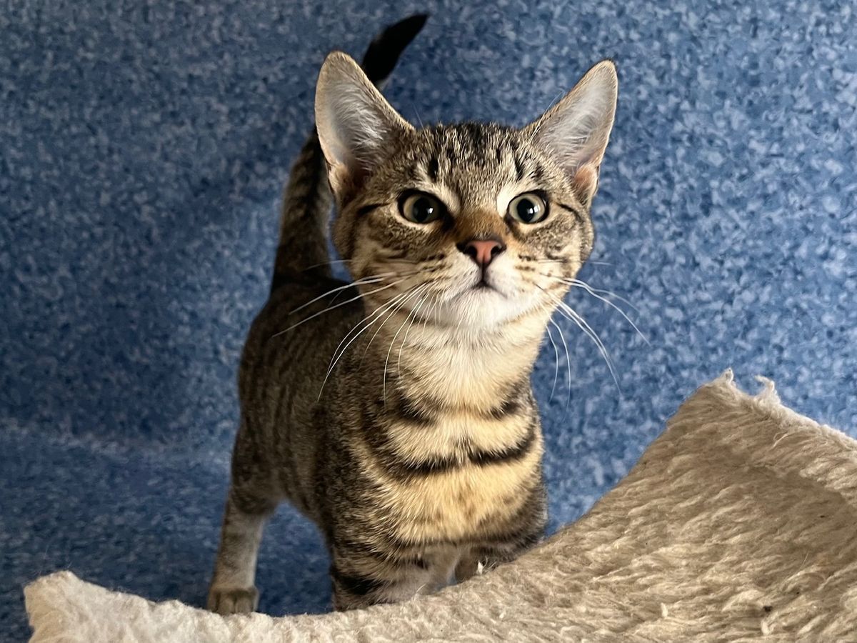 Gallery image: Rebel