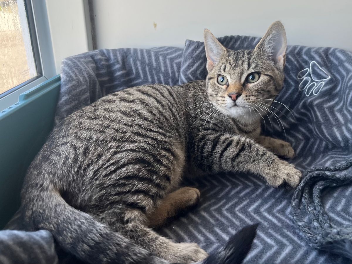 Gallery image: Rebel