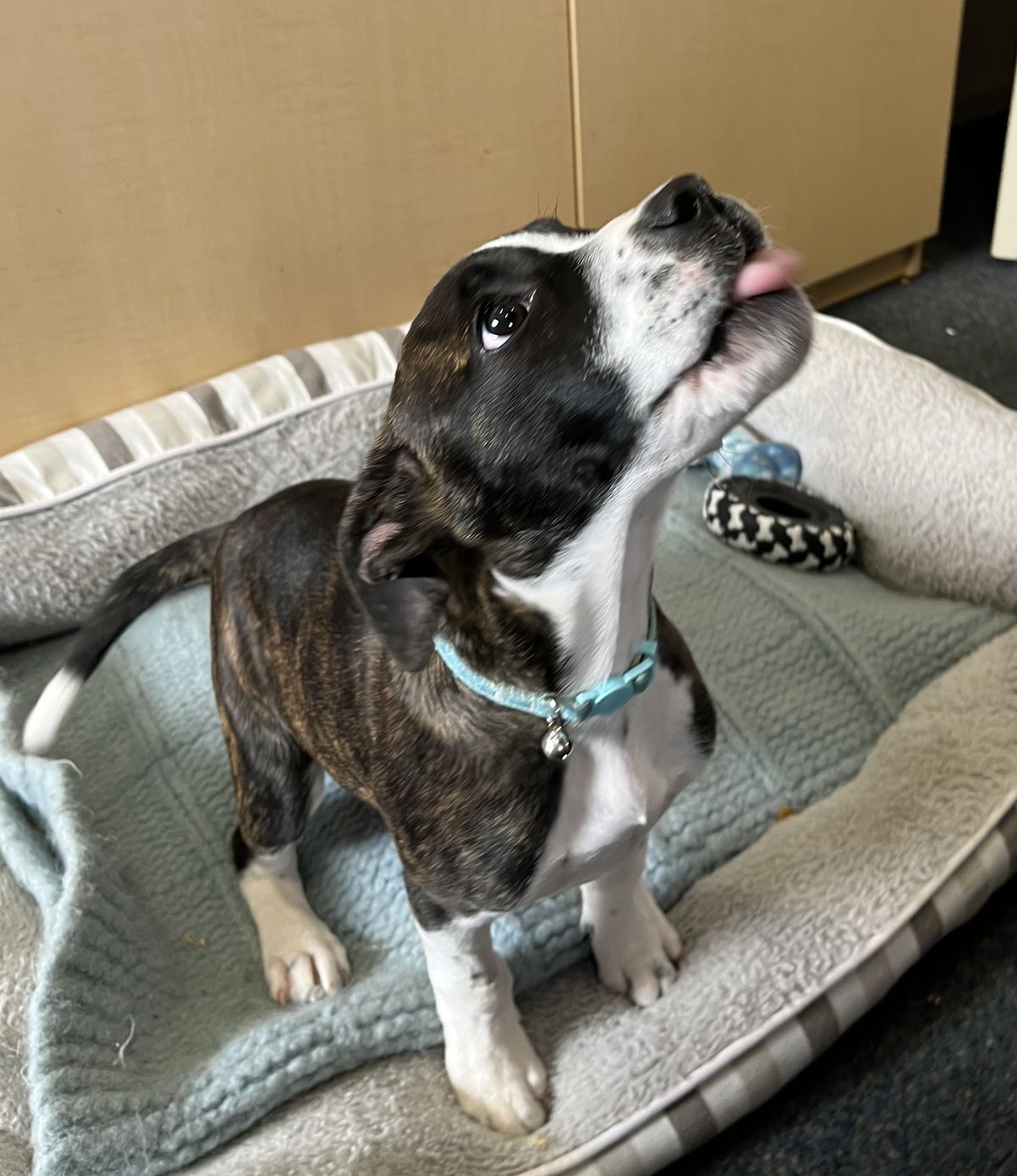 Gallery image: Parker