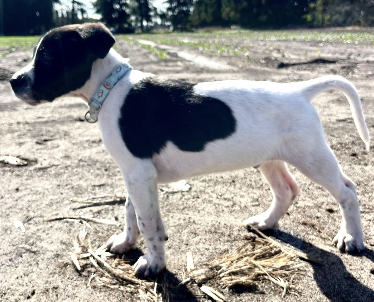 Gallery image: Chandler